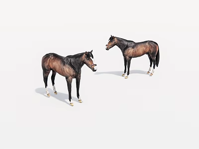 Two Brown Horses Facing Each Other On White Background With White Hooves 3d model