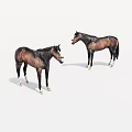 Two Brown Horses Facing Each Other On White Background With White Hooves 3d model