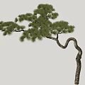 Scenic Pine Tree With Twisted Trunk And Green Needles Under Blue Sky In Grassland