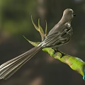 Gray Bird Perched On Green Moss Covered Branch With Teal Ribbon Tied Around