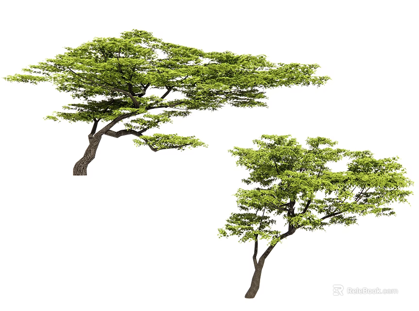 Lush Arbor Trees With Spreading Branches And Vibrant Green Leaves In Natural Scene 3d model 