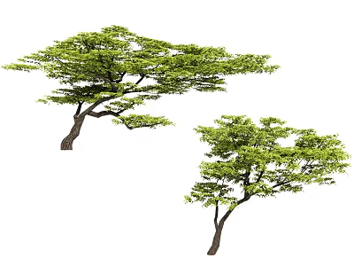 Lush Arbor Trees With Spreading Branches And Vibrant Green Leaves In Natural Scene 3d model
