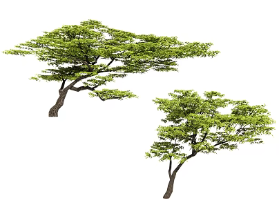 Modern oblique floating tree floating branch tree partial crown tree modeling tree curved rod plant main scenery tree point scenery tree tallow tree 3d model
