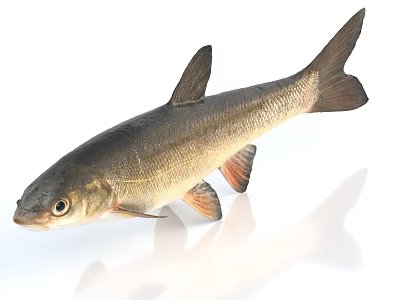 Aquatic Animal Fish With Silver Brown Body Fins And Tail Isolated On White Background 3d model