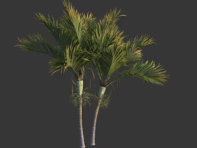 Twin Palm Trees With Green Fronds And White Trunks Isolated On Dark Background 3d model