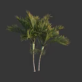 Twin Palm Trees With Green Fronds And White Trunks Isolated On Dark Background