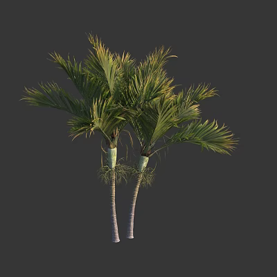 Twin Palm Trees With Green Fronds And White Trunks Isolated On Dark Background 3d model