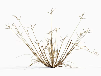 modern grass withered grass 3d model