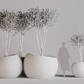 Potted Bonsai Plants With Lush Green Foliage In White Planters Different Sizes And Human Silhouette