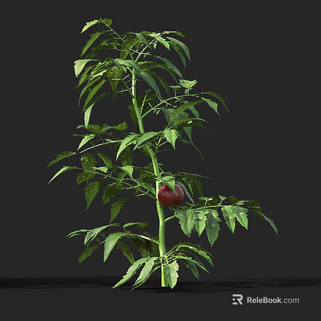 Healthy Green Tomato Plant With Long Stem Lush Green Leaves And Red Fruit 3d model 