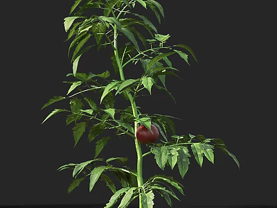Healthy Green Tomato Plant With Long Stem Lush Green Leaves And Red Fruit 3d model