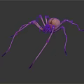 Detailed View of Tan Spider with Long Slender Legs on White Background