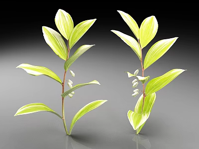 Two Green Leaf Plants With White Flowers on Gray Background 3d model