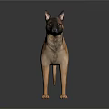 Brown Dog Standing On Dark Surface With Reflection In Studio Environment 3d model