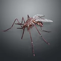 Realistic 3D Rendered Mosquito With Detailed Long Legs And Transparent Wings