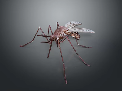 Realistic 3D Rendered Mosquito With Detailed Long Legs And Transparent Wings 3d model