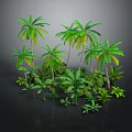 Lush Tropical Plants With Palm Trees And Green Foliage In Natural Setting