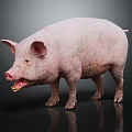 Full Body Pink Pig Standing On Dark Background With Reflective Surface 3d model