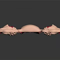 Pelvic Organs Human Female Reproductive Anatomy With Uterus Fallopian Tubes And Ovaries