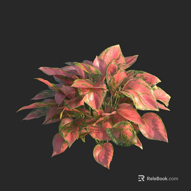 Variegated Pink And Green Foliage Of Lush Indoor Houseplant With Vibrant Leaves 3d model 