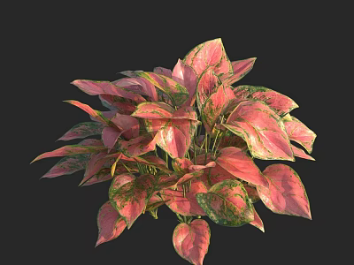 Variegated Pink And Green Foliage Of Lush Indoor Houseplant With Vibrant Leaves 3d model