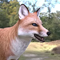 Red Fox With Reddish Brown Fur Standing In Natural Woodland Habitat