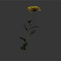 Beautiful Yellow Chrysanthemum with Green Stem and Leaves on Gray Background