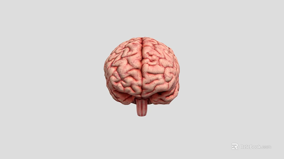 3D Rendered Human Brain Top View Showing Detailed Anatomical Structure And Neural Lobes 3d model 