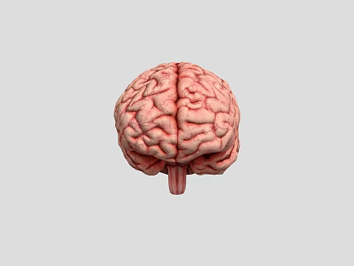 3D Rendered Human Brain Top View Showing Detailed Anatomical Structure And Neural Lobes 3d model