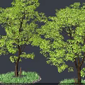 Lush Green Trees with Dense Foliage Brown Trunks Grass and Pebbles Base 3d model