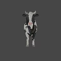 Black and White Spotted Cow with Horns Standing on Gray Background