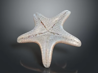 Detailed White Textured Natural Starfish On Black Background With Reflection 3d model