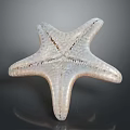 Detailed White Textured Natural Starfish On Black Background With Reflection