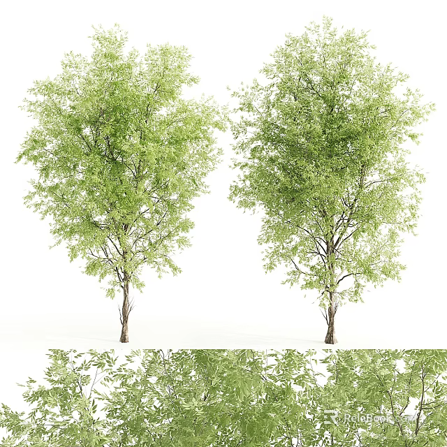 Two Lush Green Leafy Trees With Thick Trunks And Dense Branches 3d model 