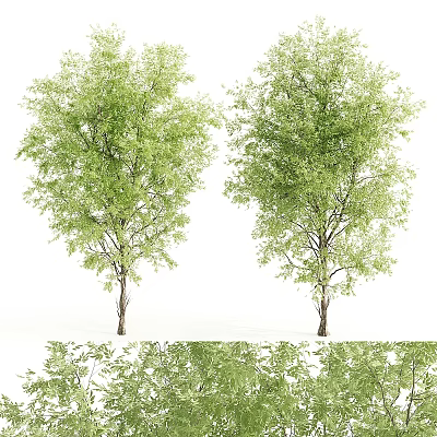 Two Lush Green Leafy Trees With Thick Trunks And Dense Branches 3d model
