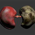 3D Lung Anatomy Model Medical Device For Medical Education Detailed Structure