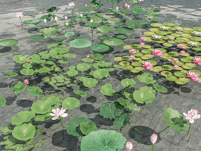 Aquatic Plants With Green Lily Pads And Pink Lotus Flowers On Water Surface 3d model