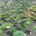 Aquatic Plants With Green Lily Pads And Pink Lotus Flowers On Water Surface