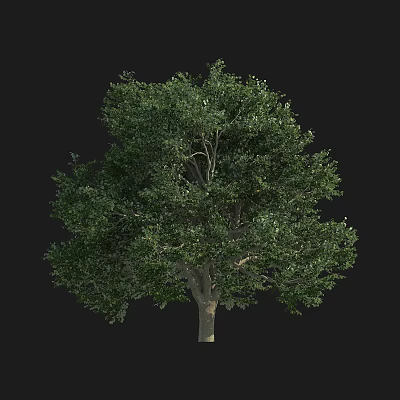 Lush Arbor With Dense Green Leaves Strong Trunk And Isolated Black Background 3d model