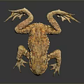 Brown Spotted Toad With Blue Eyes And Textured Skin Lying On Dark Reflective Surface