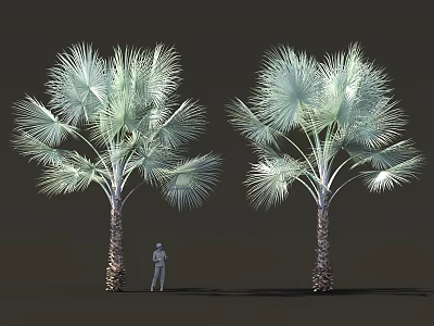 Large Tropical Trees with Fan Shaped Leaves and Textured Trunks Human Figure for Scale Comparison 3d model