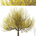 Vibrant Arbor Tree With Yellow Spring Leaves And Lush Spreading Branches 3d model