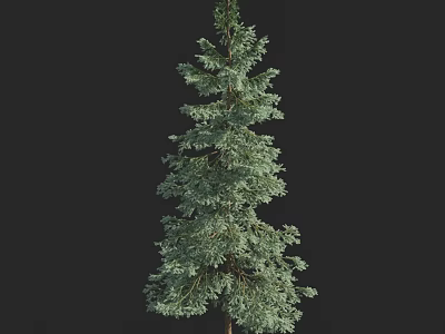 Tall Evergreen Arbor With Lush Green Foliage And Straight Trunk 3d model