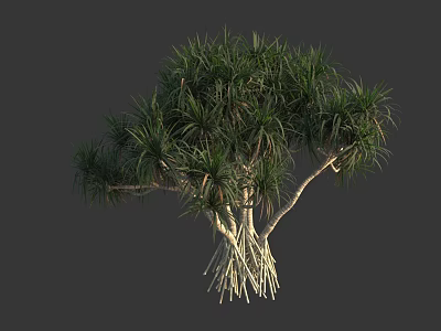 Tropical Tree with Lush Green Foliage and Aerial Roots in Natural Growth 3d model