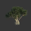 Tropical Tree with Lush Green Foliage and Aerial Roots in Natural Growth