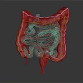Detailed Realistic 3D Rendering of Human Intestine Organ Anatomical Structure