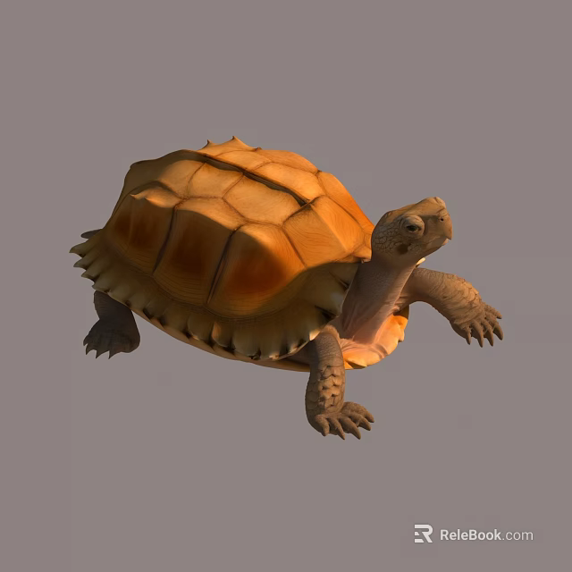 Orange Shelled Reptile Turtle Crawling With Scaly Legs And Textured Carapace 3d model 