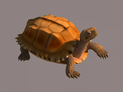 Orange Shelled Reptile Turtle Crawling With Scaly Legs And Textured Carapace 3d model