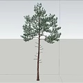 Tall Tree Standing Alone on Open Ground Under Blue Sky With Clouds 3d model
