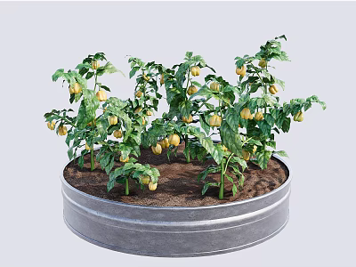 Yellow Tomato Plants Growing in Metal Container With Green Leaves and Fruits 3d model